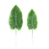 Terrarium Jungle Plants