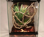 Reptile Climbing Vines