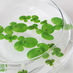 Floating Aquatic Plants