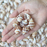 Aquatic Decorative Shells