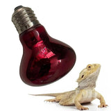 Terrarium Heat Bulb