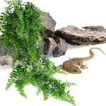 Reptile Hanging Fern