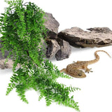Reptile Hanging Fern