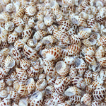 Aquatic Decorative Shells