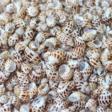 Aquatic Decorative Shells