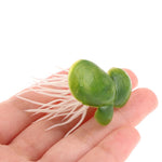 Floating Aquatic Plants