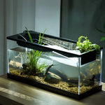 Freshwater Fish Tank
