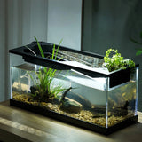 Freshwater Fish Tank