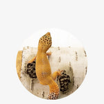 Reptile Humidity Hide