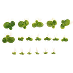 Floating Aquatic Plants