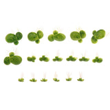 Floating Aquatic Plants