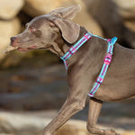 Canine Car Harness