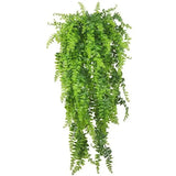 Reptile Hanging Fern