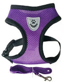 Kitten Walking Set