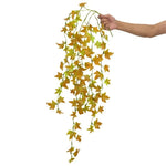 Reptile Hanging Fern